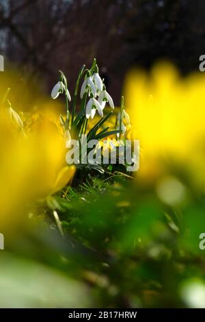 Deutschland, Sachsen, Galanthus blühende Blumen im Blumenbeet inmitten von Winterakoniten (Eranthis hyemalis) Stockfoto