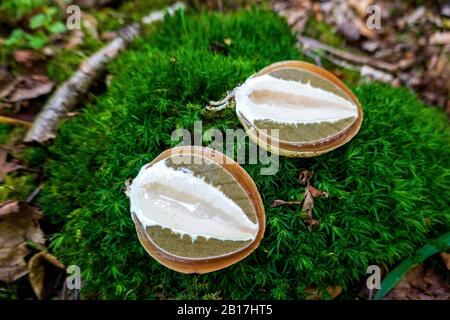 Deutschland, im Moos wachsende Stinkhorne (Phallus impudicus) Stockfoto