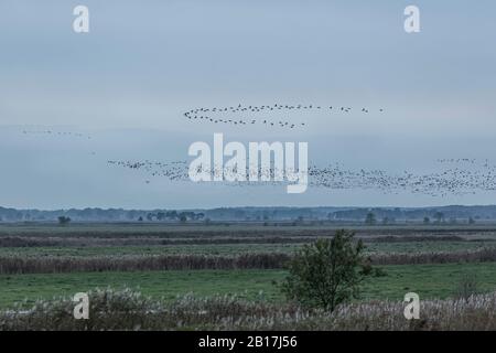 Deutschland, Mecklenburg-Vorpommern, Prerow, Silhouetten von Gänsen in V-Formation Stockfoto