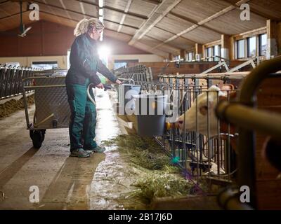 Bäuerin, die Kälbern im Kuhhaus auf einem Bauernhof Milch gibt Stockfoto