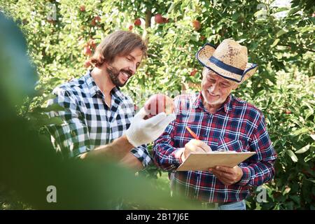 Obstbauer überprüfen die Qualität der Äpfel im Obstgarten Stockfoto