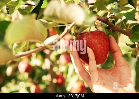 Hand zupft apfel von einem Baum Stockfoto