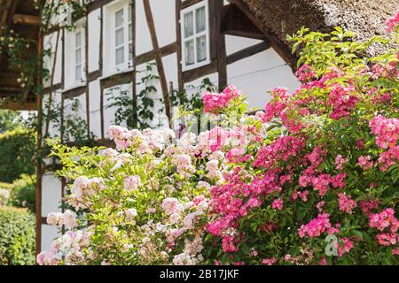 Deutschland, Nordrhein-Westfalen, Eifel, Monschauer Land, Monschau, Dorf Höfen, Rambler Rosen (Rambler) wachsen vor Fachwerkhaus Stockfoto