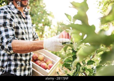 Obstbauer erntet Äpfel im Obstgarten Stockfoto