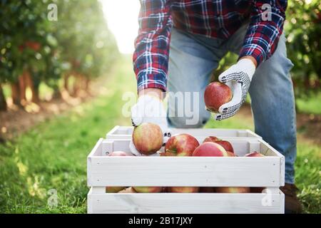 Obstbauer legt geerntete Äpfel in Kiste Stockfoto