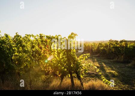 Frankreich, Nouvelle-Aquitaine, Departement Gironde, Weinregion Bordeaux, Weinberg bei Sonnenuntergang Stockfoto