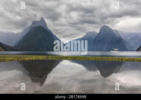 Neuseeland, Ozeanien, Südinsel, Southland, Fiordland National Park, Mitre Peak und Milford Sound Strand bei Ebbe mit grünen Algen auf Kieselsteinen Stockfoto