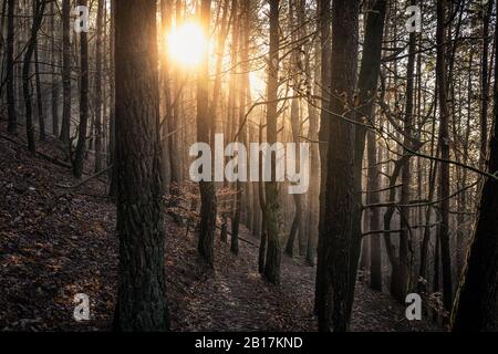 Sonne scheint durch Kiefernwald, Hauenstein, Rheinland-Pfalz, Deutschland Stockfoto