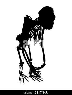 Ganzkörper-Affenkörper-Grafik Silhouettendarstellung isoliert auf weißem Hintergrund. Stockfoto