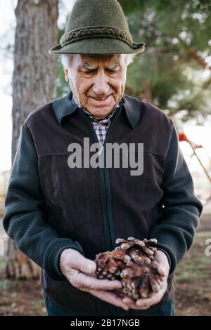 Alter Mann, der auf die Tannenzapfen in der Hand schaut Stockfoto