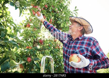 Obstbauer erntet Äpfel im Obstgarten Stockfoto