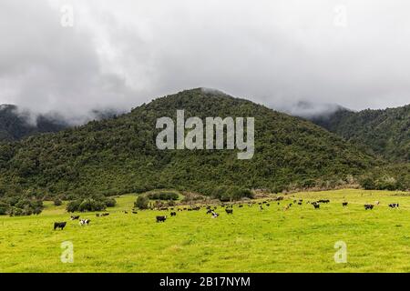 Neuseeland, Gray District, Inchbonnie, Vieh grasen vor bewaldeten Hügel Stockfoto