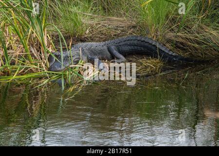 Alligator sonnt sich Stockfoto