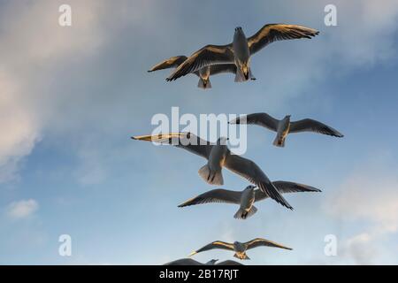 Deutschland, Mecklenburg-Vorpommern, Prerow, Niederwinkelansicht der Schwarmmöwen (Chroicocephalus ridibundus), die gegen den Himmel fliegen Stockfoto