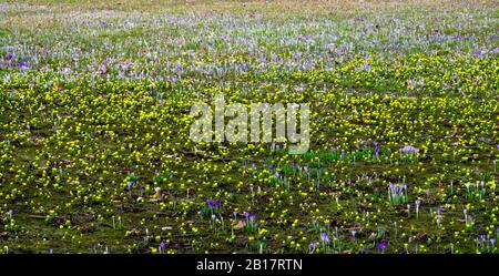 Deutschland, Sachsen, Krokusse und Winterakoniten (Eranthis hyemalis) blühend im Frühling beet Stockfoto