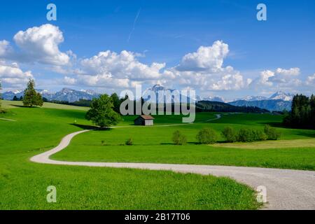 Blick über Almwiesen am Senkelkopf auf die Allgäuer Alpen, Ostallbräu, Allgäuer, Schwaben, Deutschland Stockfoto