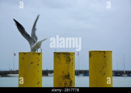 Möwe flieht aus dem Bollard Stockfoto