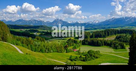 Blick über Almwiesen an der Beichelsteinalpe auf die Allgäuer Alpen, Ostallbräu, Allgäuer, Schwaben, Deutschland Stockfoto