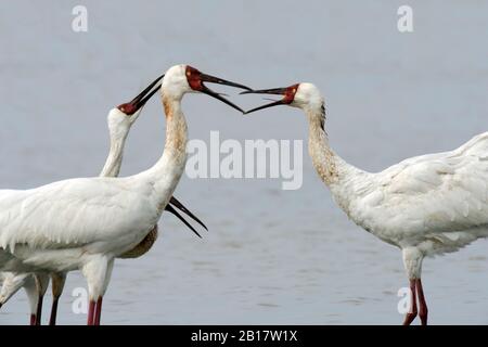 Sibirische Kraniche (Leucogeranus leucogeranus), die auf der Wuxing Farm in Nanchang im Poyang-Seebecken im ostmittelchinesischen Gebiet rufen Stockfoto