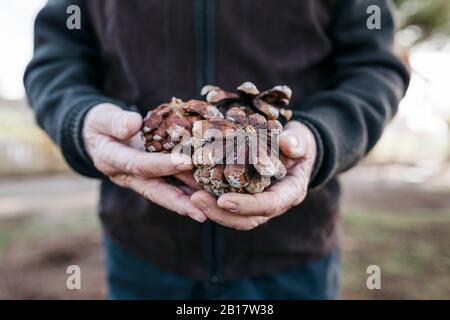 Alter Mann, der auf die Tannenzapfen in der Hand schaut Stockfoto