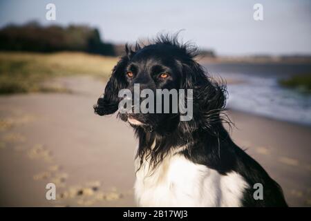 Porträt von großen Münsterlaender Stockfoto