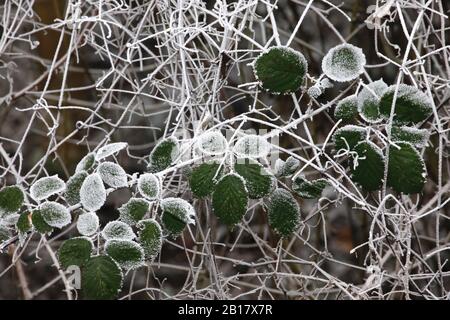 Deutschland, Baden-Württemberg, Nahaufnahme von Blättern und Zweigen, die mit Frost bedeckt sind Stockfoto