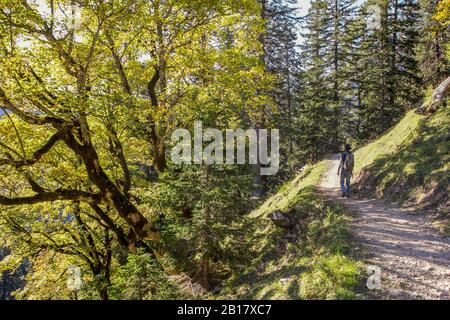 Mann, der im Herbst die Karwendelberge wandert, Hinteriss, Österreich Stockfoto