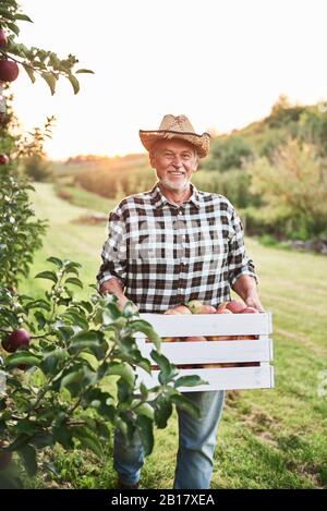 Obstbauer, der volle Kiste mit Äpfeln in seinem Obstgarten trägt Stockfoto