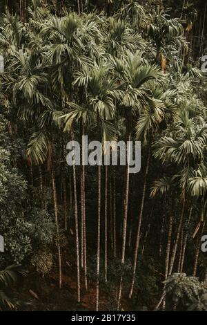 Sri Lanka, Uva Province, Demodara, Hochwinkelansicht von grünen Dschungelbäumen Stockfoto