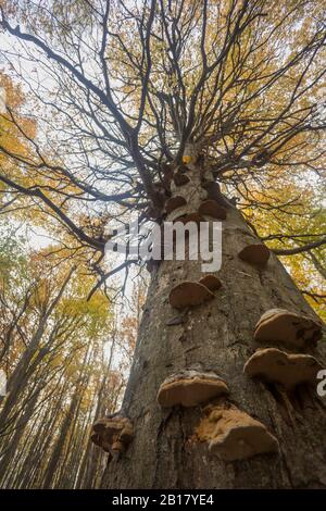 Deutschland, Rügen, Niederwinkelansicht des Herbsthornbuchenbaums (Carpinus betulus) mit Brackepilzen im Wald Stockfoto