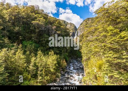 Neuseeland, Selwyn District, Arthurs Pass, Grünwald vor dem Devils Punchbowl Wasserfall Stockfoto