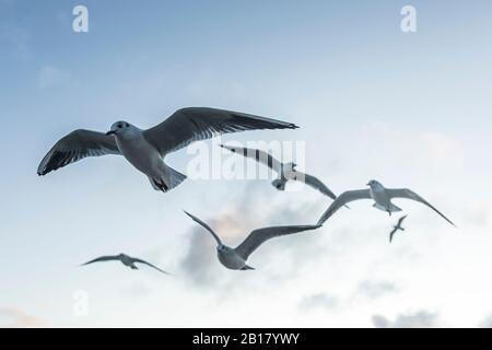 Deutschland, Mecklenburg-Vorpommern, Prerow, Niederwinkelansicht der Schwarmmöwen (Chroicocephalus ridibundus), die gegen den Himmel fliegen Stockfoto