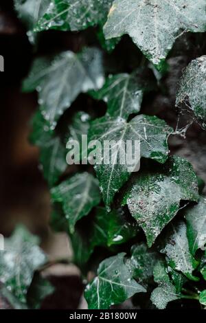 Wassertropfen auf Efeu-Blättern, Nahaufnahme Stockfoto