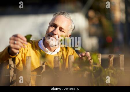 Portrait des reifen Mannes, der auf die Pflanze blickt Stockfoto