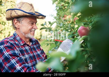 Obstbauer erntet Äpfel im Obstgarten Stockfoto