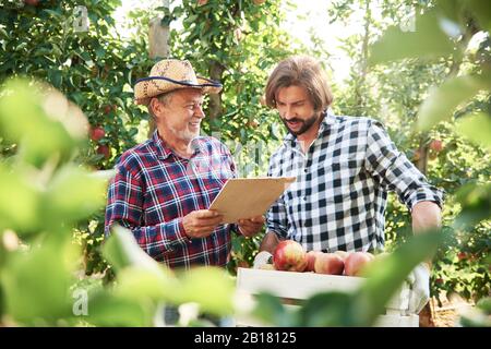 Obstbauer überprüfen die Qualität der Äpfel im Obstgarten Stockfoto