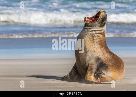 Neuseeland, Dunedin, Neuseeland Seelöwen (Phocarctos hookeri) gähnend am Allans Beach Stockfoto