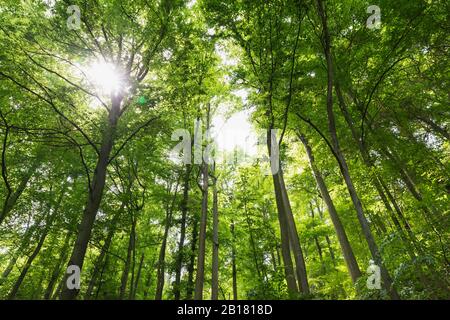 Deutschland, Nordrhein-Westfalen, Eifel, Nationalpark Eifel, niedrige Winkelansicht der grünen Buchen (Fagus) mit Sonnenlicht Stockfoto
