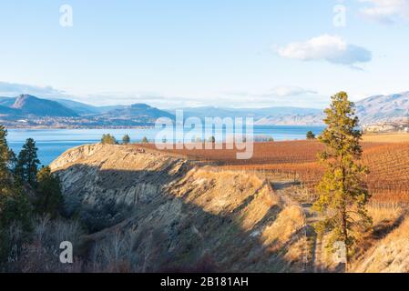 Herbstweinberge auf der Naramata-Bank mit Blick auf den Okanagan-See und die Berge Stockfoto