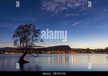 Neuseeland, Otago, Silhouette von Wanaka Baum bei Sonnenaufgang mit Lichtern der Seenlandschaft Stadt in der Ferne Stockfoto