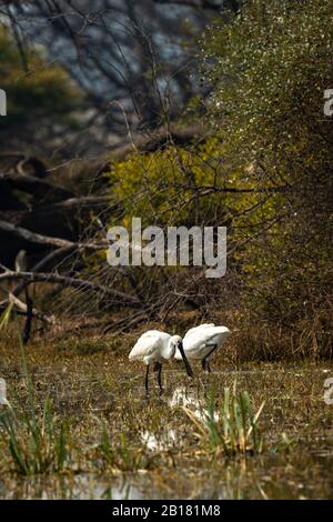 Eurasischer Löffelschnabel oder gewöhnlicher Löffelschnabel auf der Suche nach Fischen in Feuchtgebieten des keoladeo-nationalparks oder bharatpur-vogelschutzgebiet indien - Platalea leucorodia Stockfoto