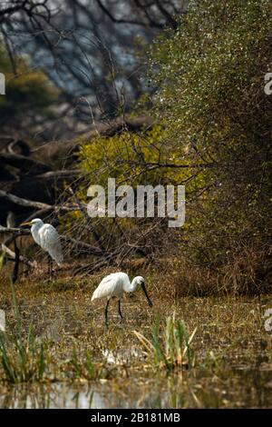 Eurasischer Löffelschnabel oder gewöhnlicher Löffelschnabel auf der Suche nach Fischen in Feuchtgebieten des keoladeo-nationalparks oder bharatpur-vogelschutzgebiet indien - Platalea leucorodia Stockfoto