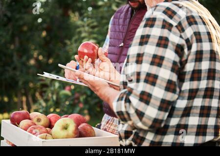 Obstbauer überprüfen die Qualität der geernteten Äpfel Stockfoto