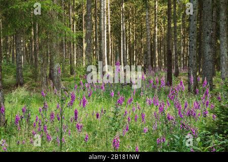 Deutschland, Nordrhein-Westfalen, Eifel, Nationalpark Eifel, Rotfuchshandschuh (Digitalis purpurea) im Fichtenwald Stockfoto