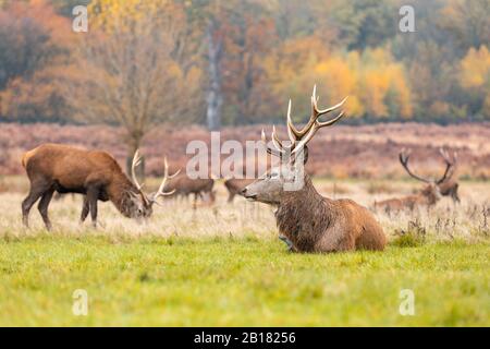 Großbritannien, England, London, Hirsch, der sich im Richmond Park ausruhen und grasen lässt Stockfoto