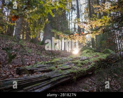 Deutschland, Bayern, Sonnenuntergang Sonne scheint durch Äste über gefallenen Baum liegt im Herbstwald Stockfoto