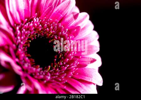 Deutschland, Kopf der rosa blühenden Gerbera Gänseblümchen Stockfoto