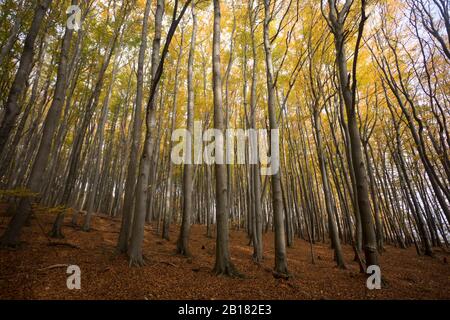 Deutschland, Rügen, Herbsthainbuche (Carpinus betulus) Wald Stockfoto