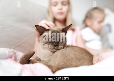 Porträt der birmanischen Katze mit geschlossenen Augen entspannend mit Mädchen auf der Couch Stockfoto