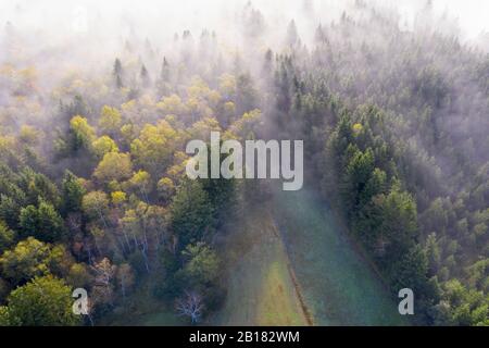 Deutschland, Bayern, Geretsried, Luftaufnahme des im Nebel gehüllten Herbstwaldes Stockfoto